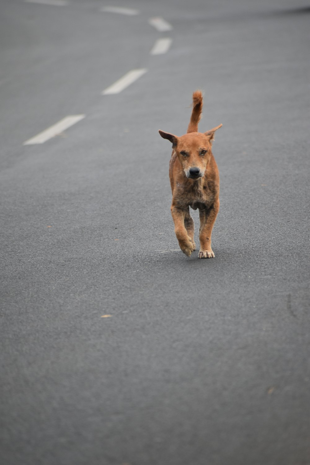 brown short coated dog running on gray asphalt road during daytime