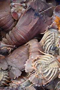 brown sea shells on gray sand