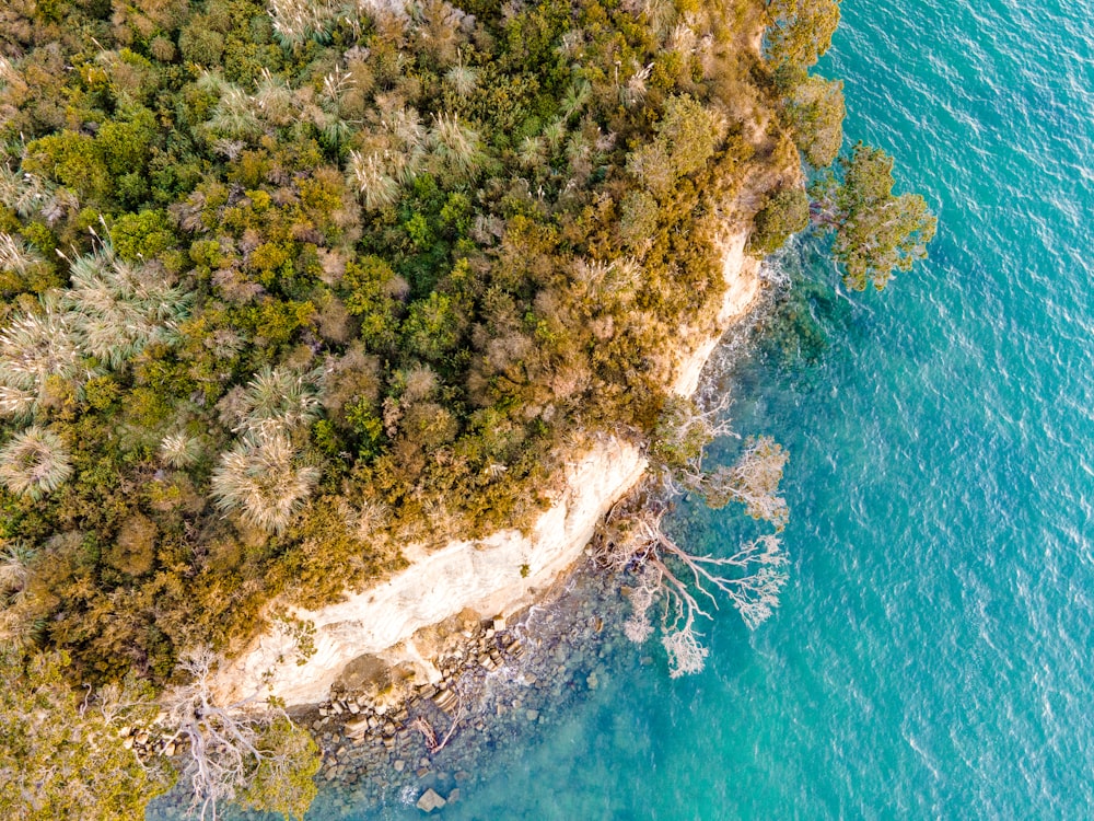 aerial view of green and brown trees beside body of water during daytime