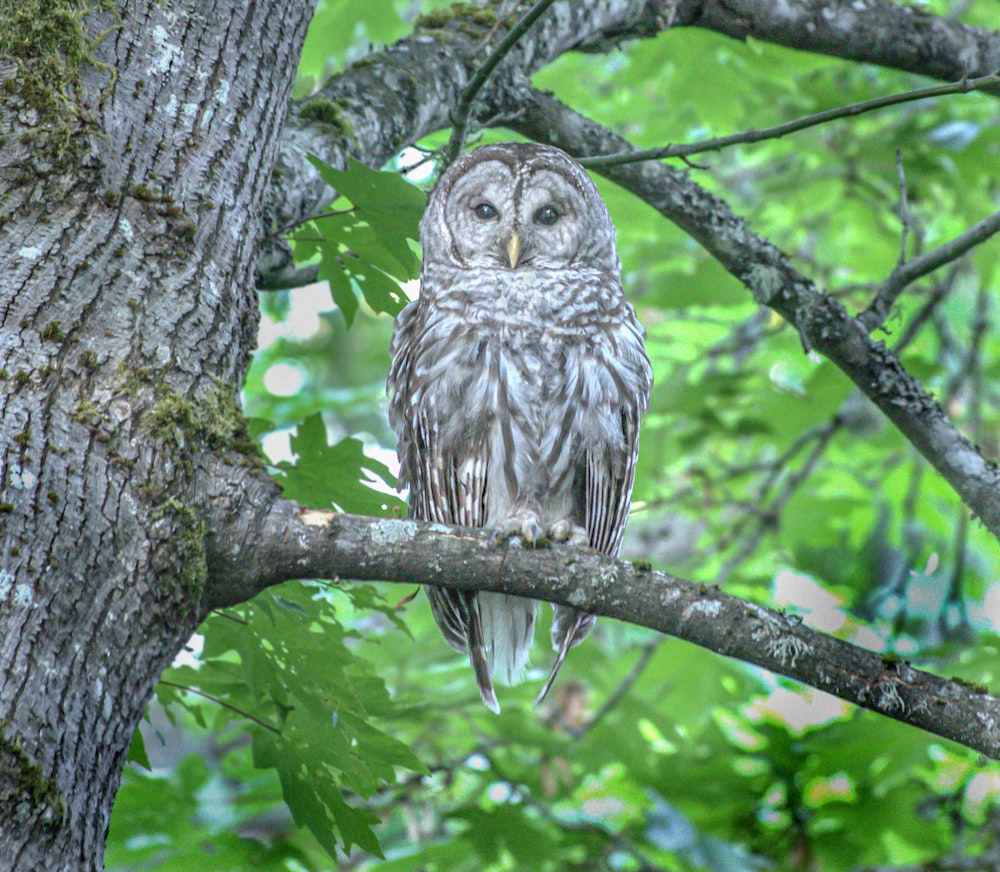 Búho posado en la rama de un árbol durante el día