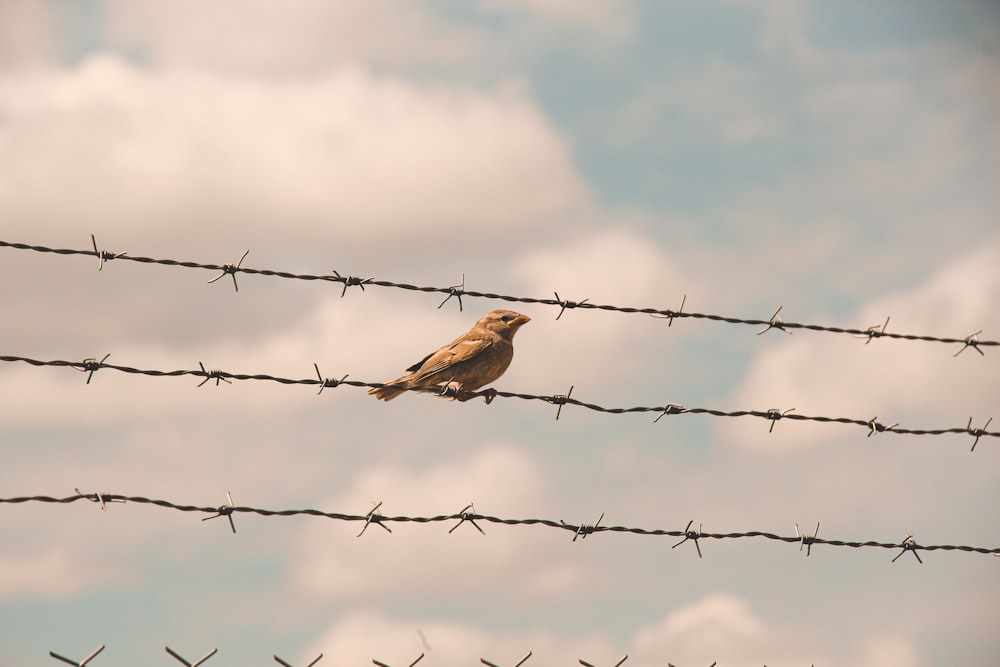 brown bird on brown tree branch during daytime