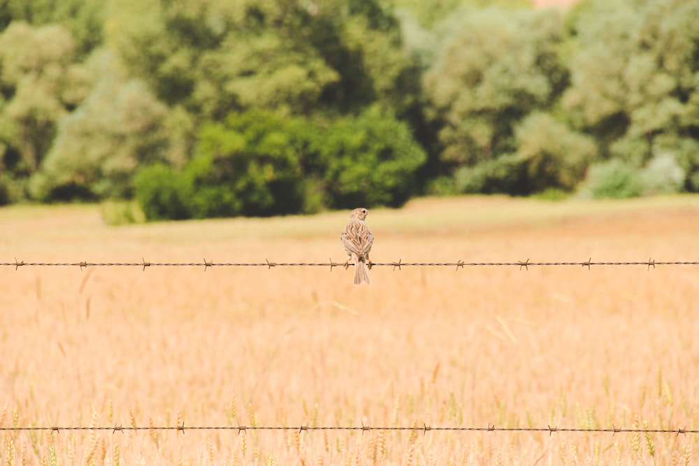 brown and white giraffe on brown field during daytime