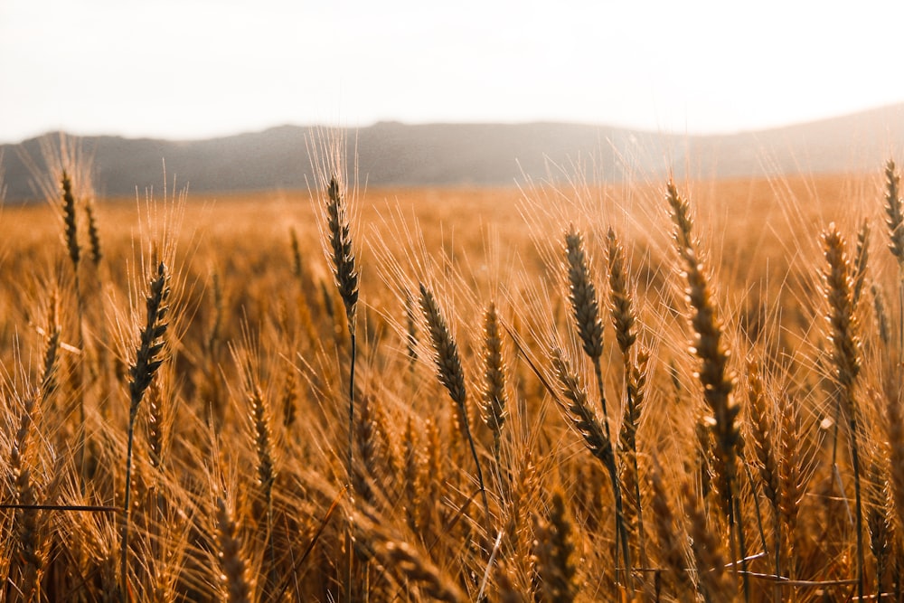 brown wheat field during daytime