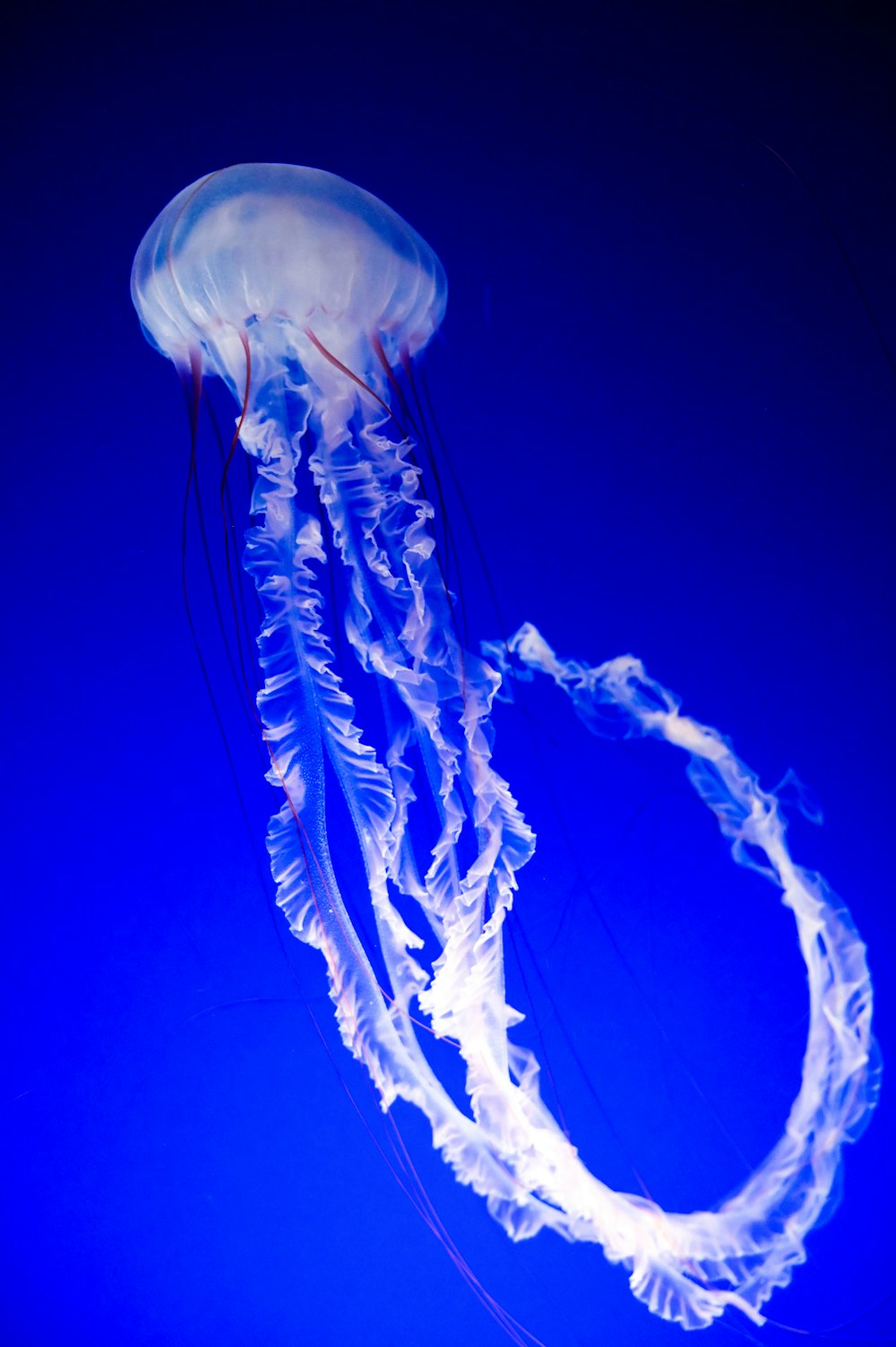 Medusas blancas y azules en aguas azules