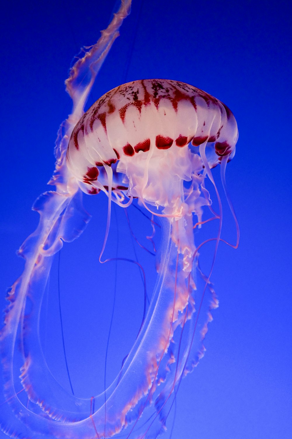 blue jellyfish in blue water