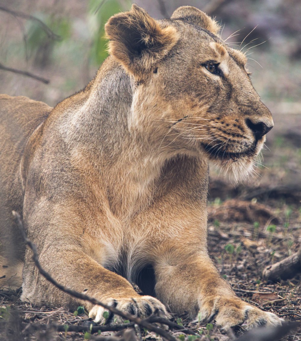 brown lioness lying on ground during daytime