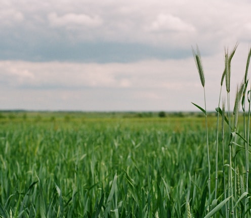 green grass field under white clouds during daytime