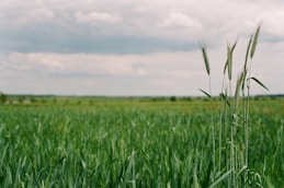 green grass field under white clouds during daytime