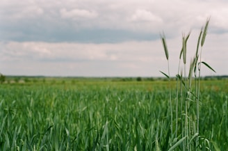 green grass field under white clouds during daytime