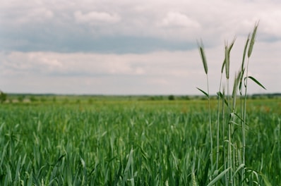 green grass field under white clouds during daytime