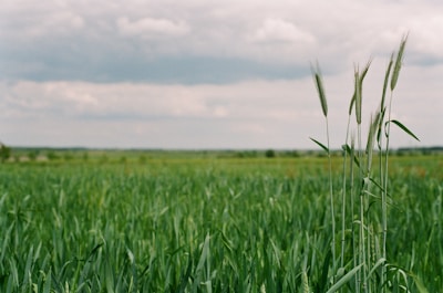 green grass field under white clouds during daytime