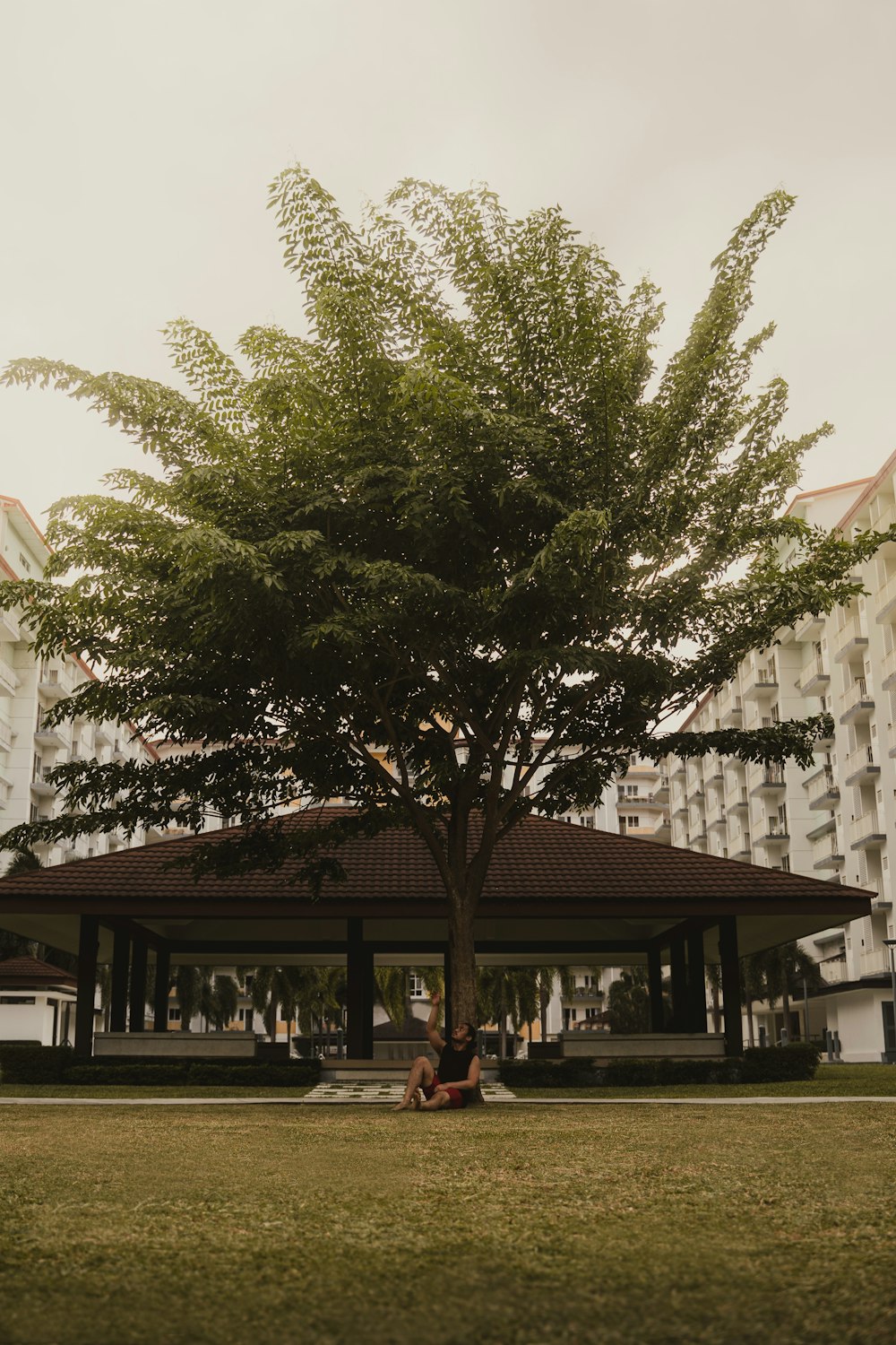 green tree near white concrete building during daytime