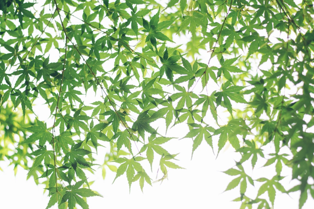 green leaves on white background