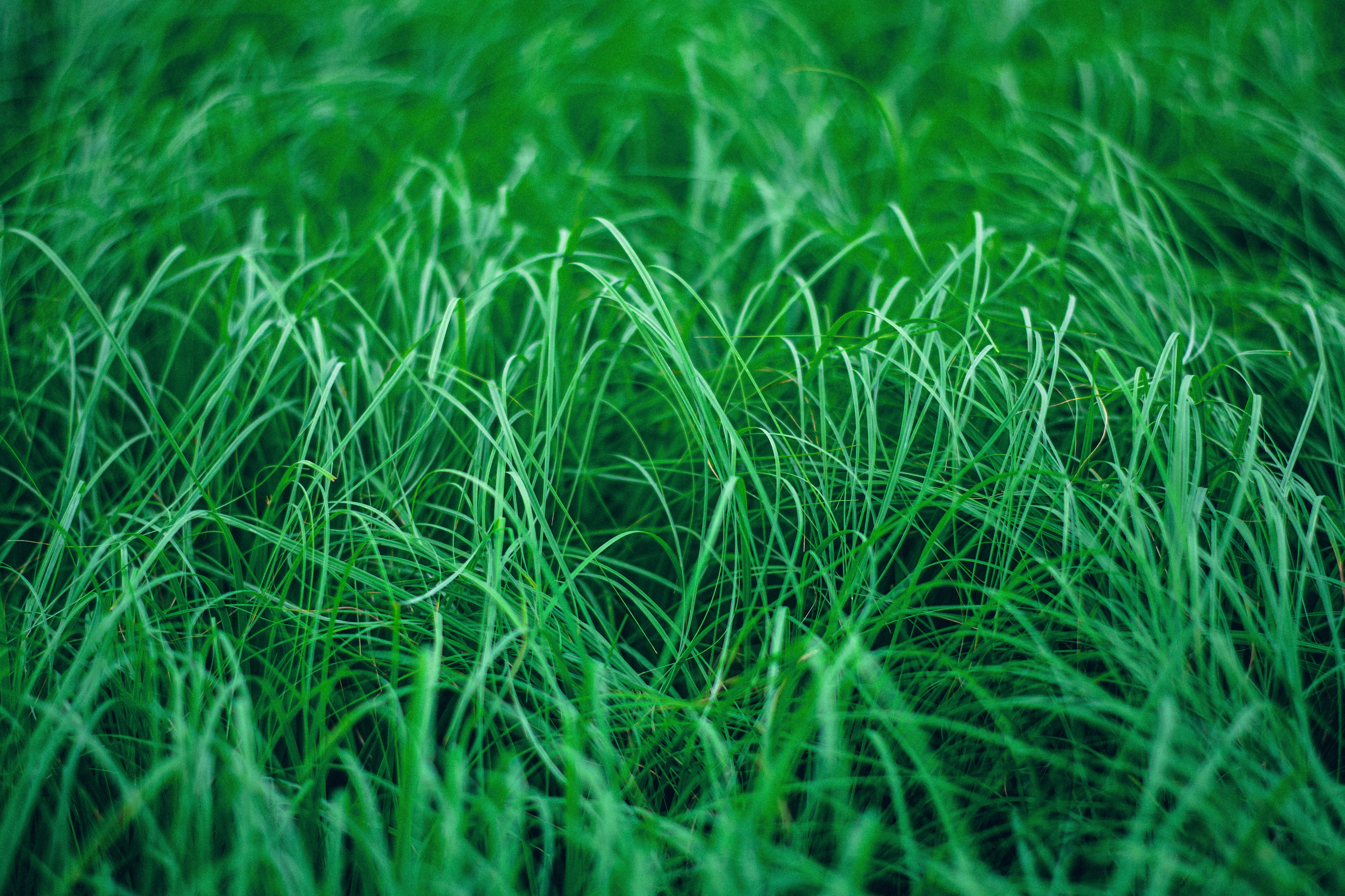 green grass field during daytime