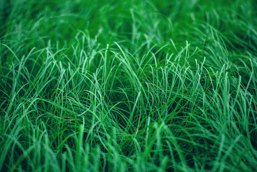 Campo de hierba verde durante el día