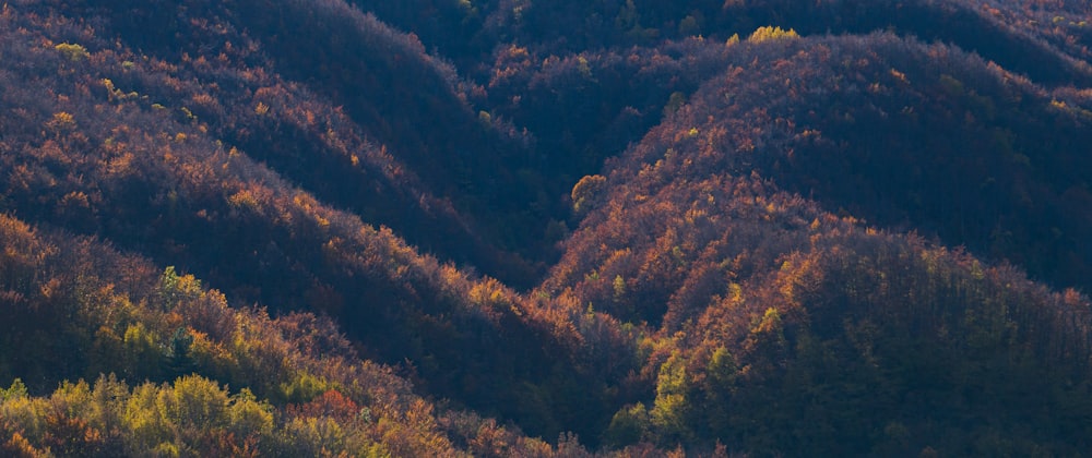 green pine trees during daytime