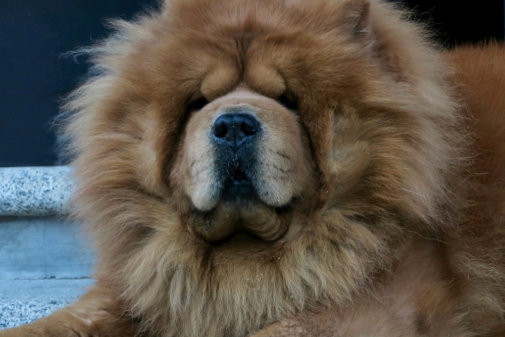 brown and white long coated dog