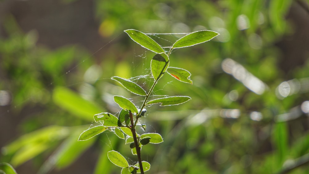 green leaf with water droplets