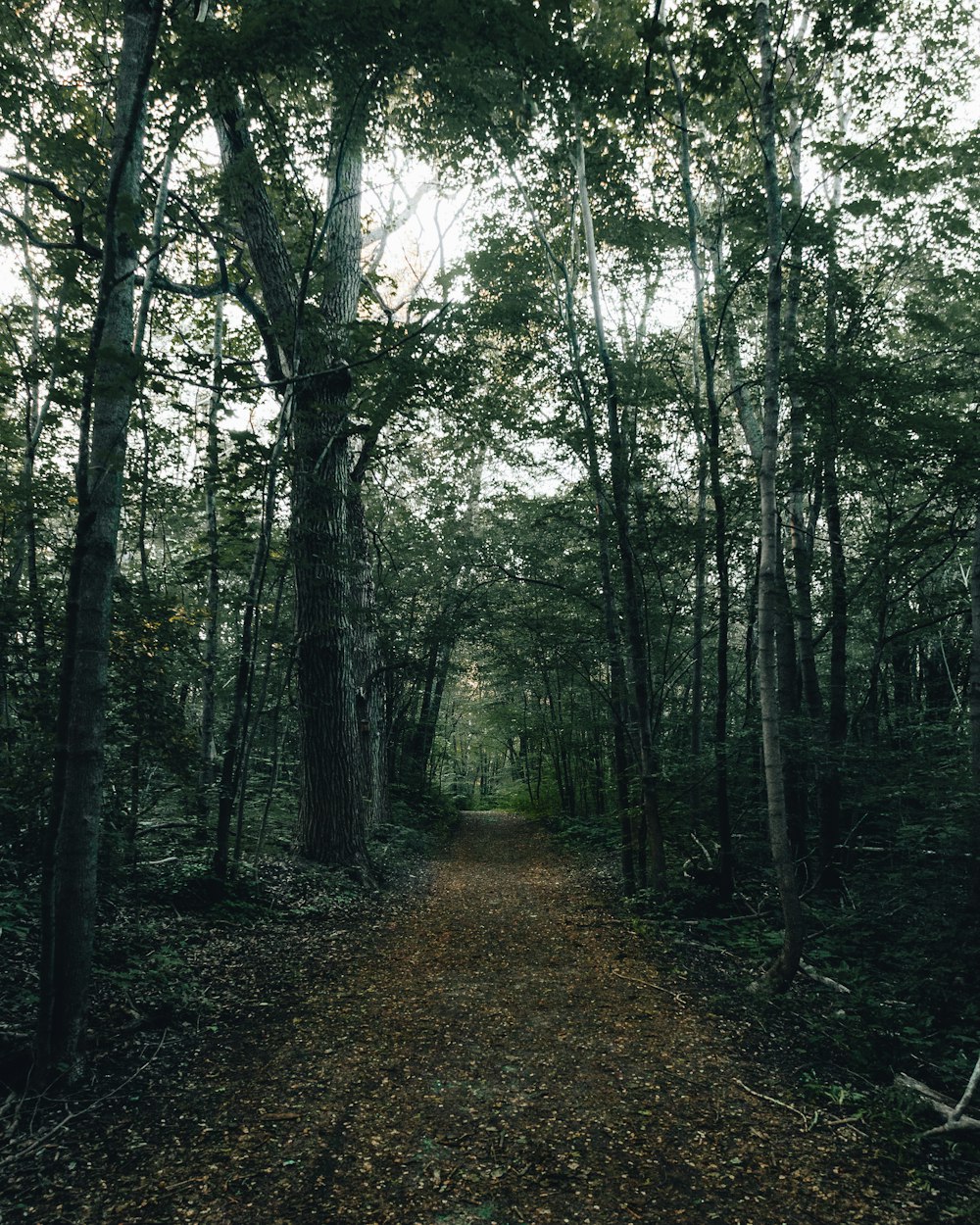 green trees on brown soil