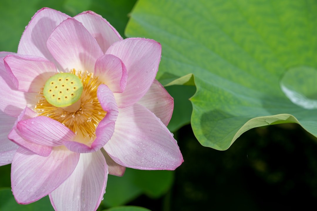 pink lotus flower in bloom during daytime