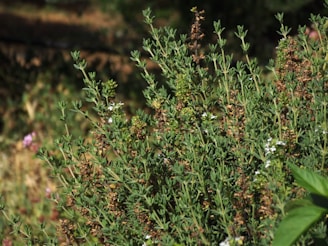 green thyme during daytime in garden