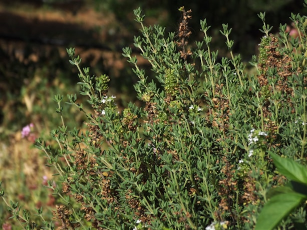 green thyme during daytime in garden