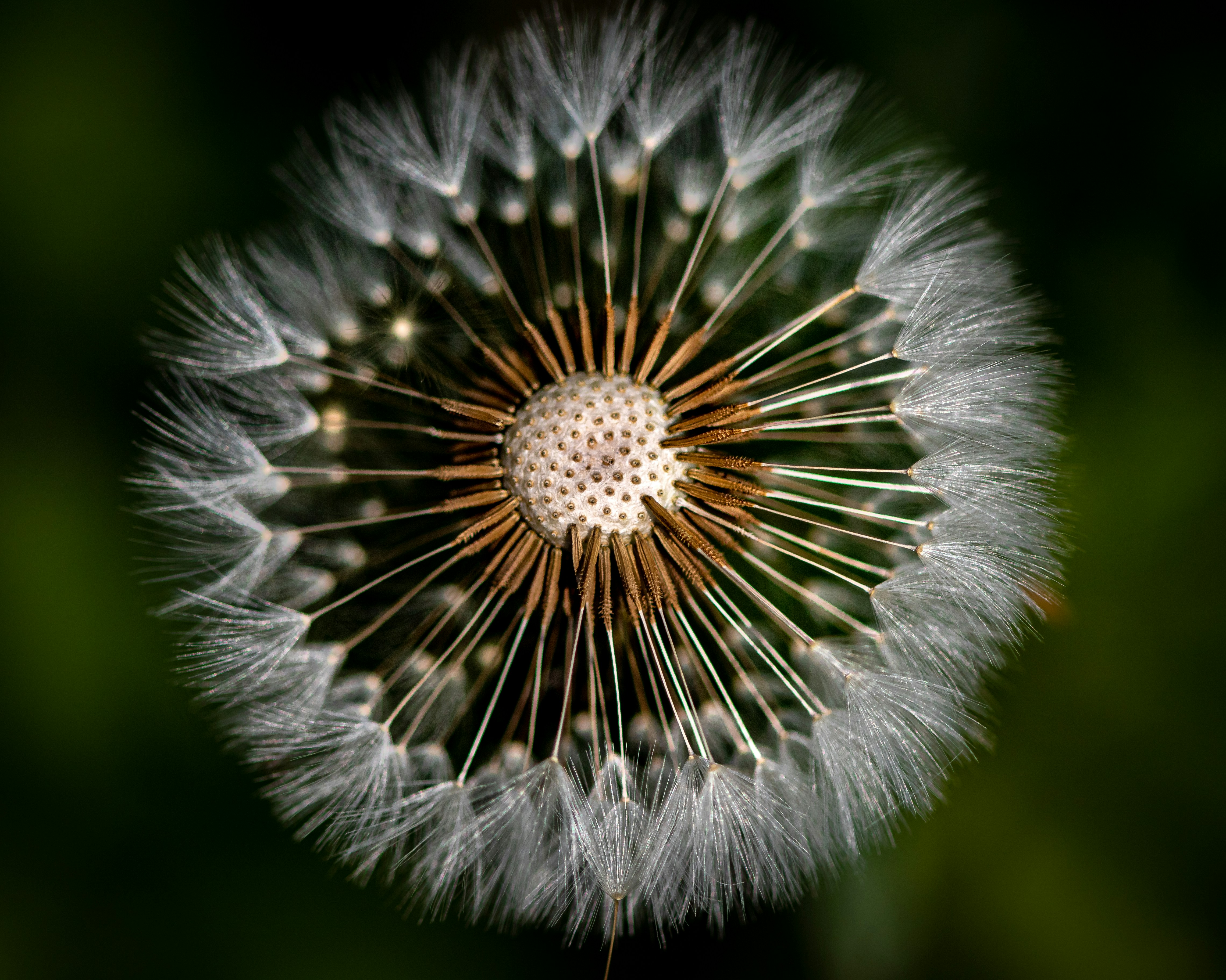 white dandelion in close up photography