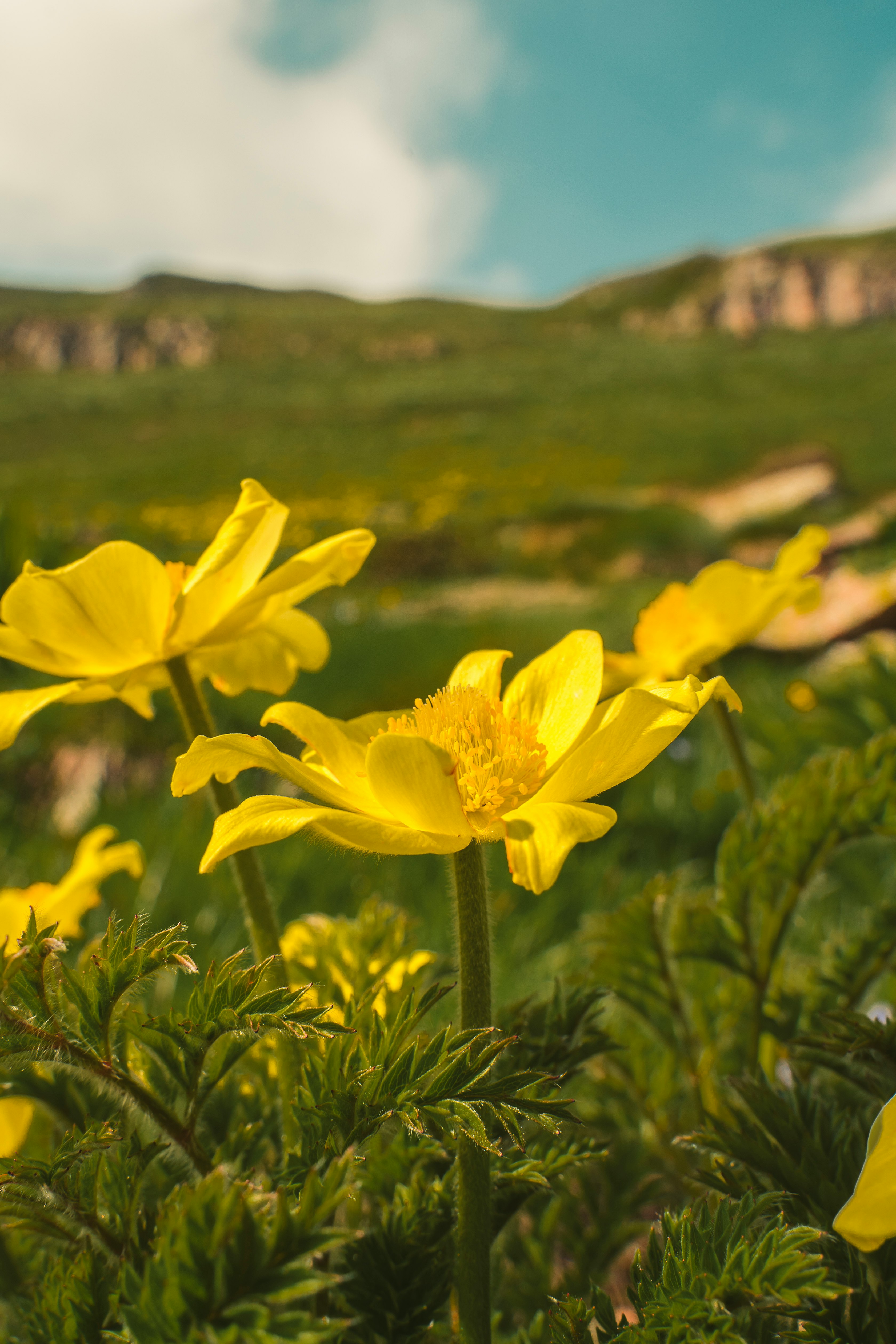 yellow daffodils in bloom during daytime