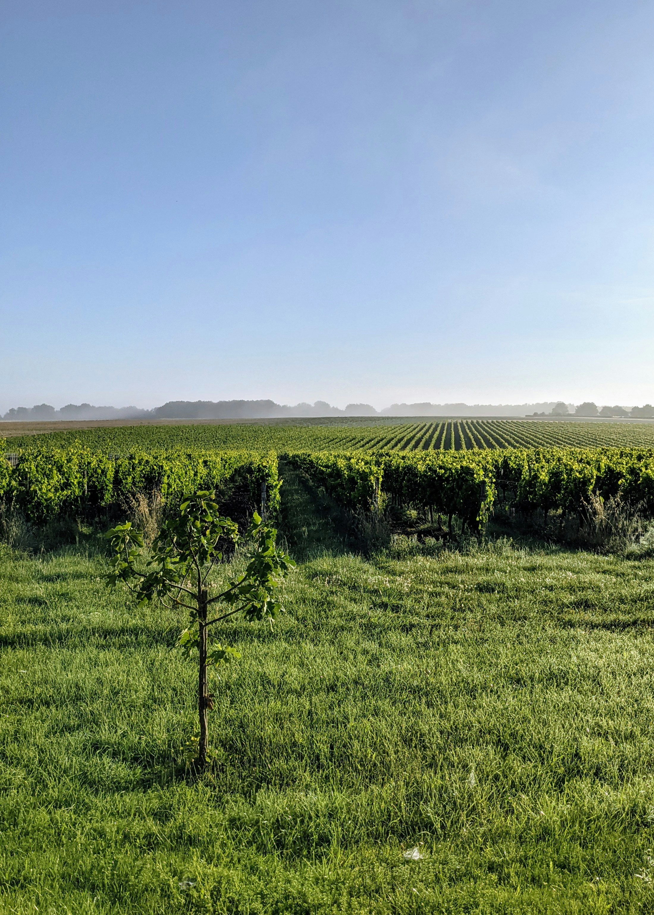 Grünes Grasfeld unter blauem Himmel tagsüber