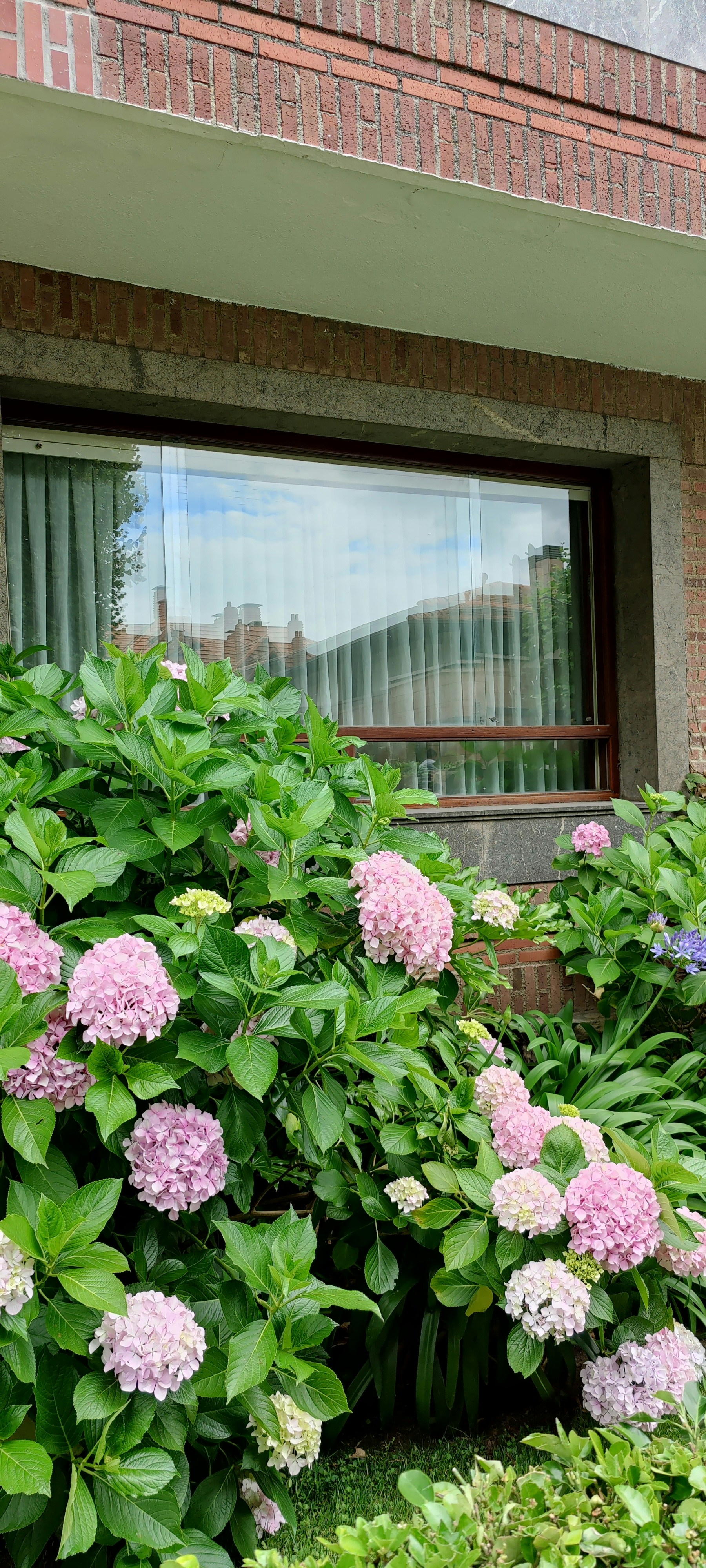 fleurs roses avec des feuilles vertes