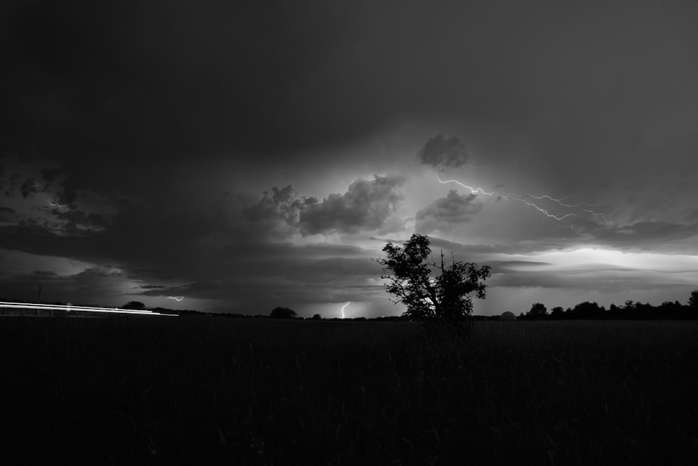 grayscale photo of trees and grass field