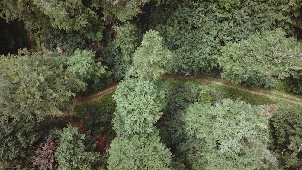Aerial view of a forest path opening into a small clearing