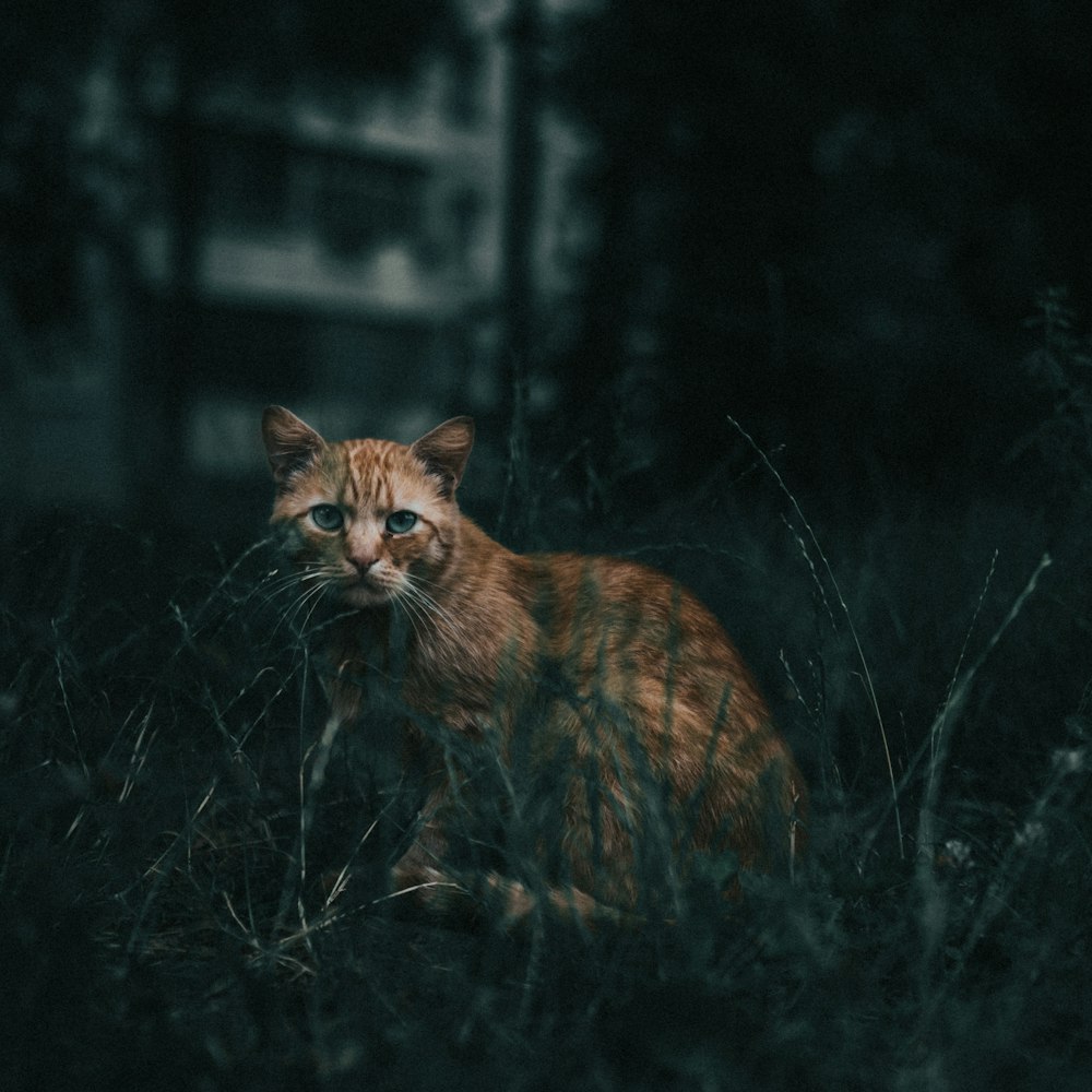 brown and black cat on green grass