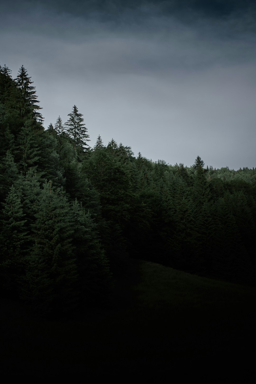 green pine trees under gray sky