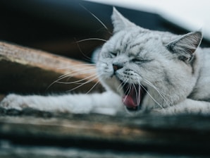 A fluffy cat is yawning, its eyes closed and mouth wide open. The cat has a light, silvery coat and prominent whiskers. It is resting on a wooden surface, creating a relaxed atmosphere.
