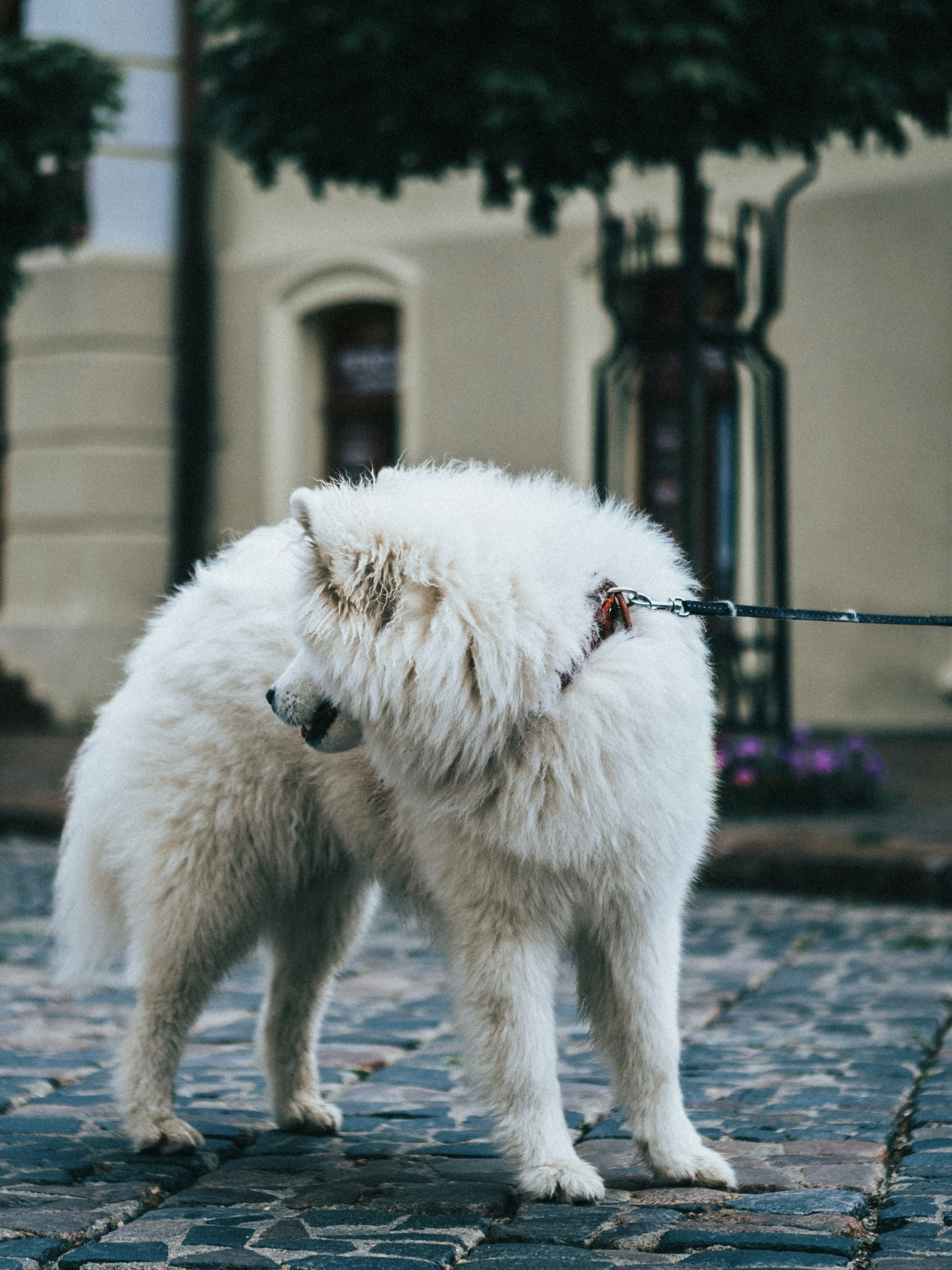 Photo by maksim_taawy