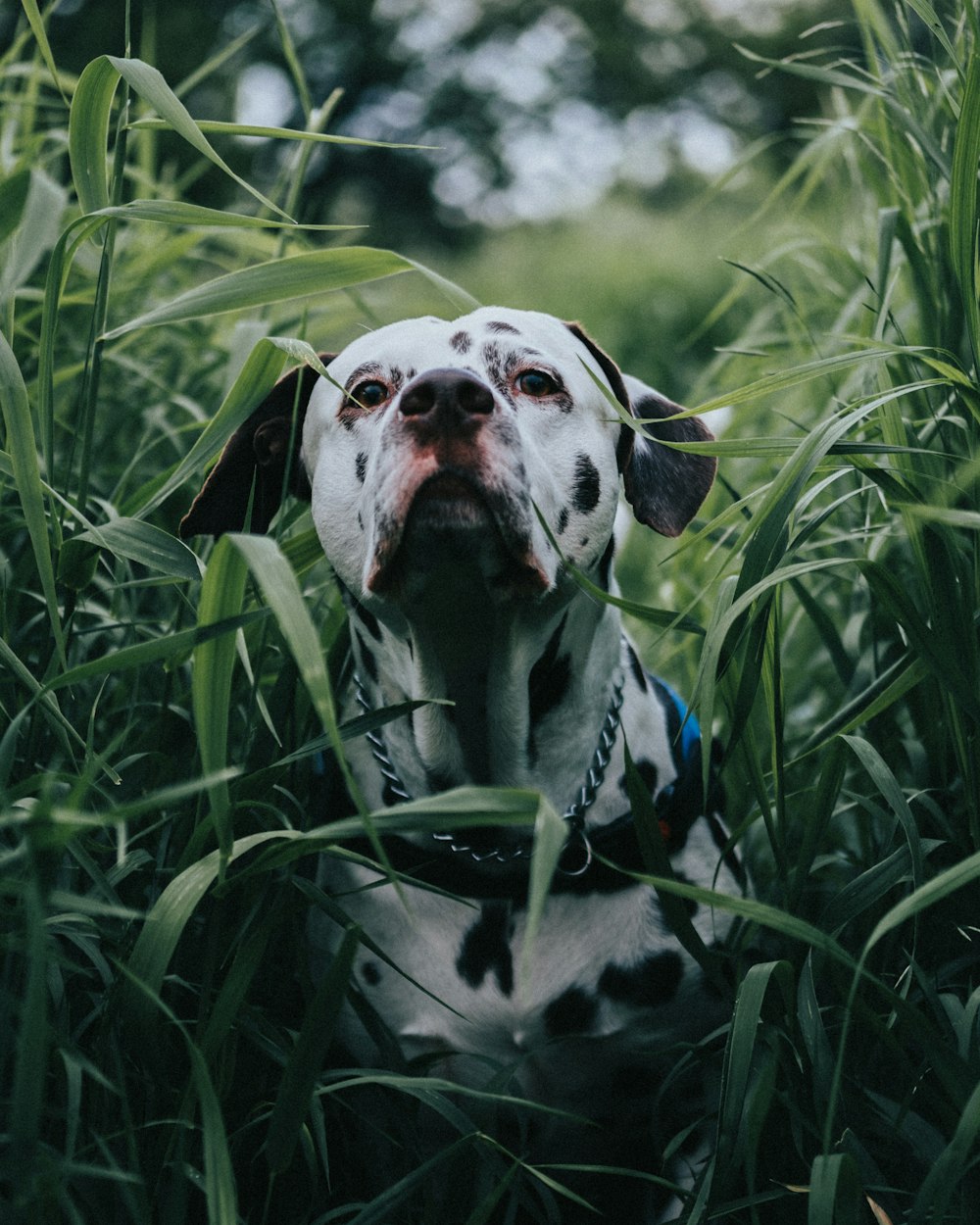 white and black dalmatian on green grass field during daytime