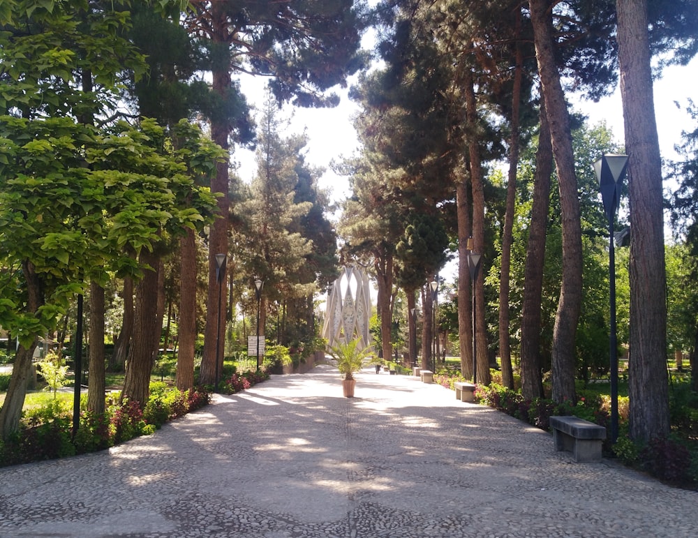 strada di cemento grigio tra gli alberi verdi durante il giorno