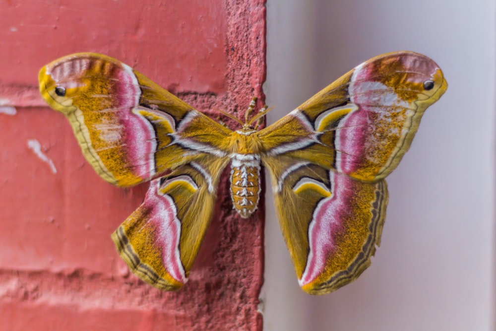 papillon violet et jaune sur mur en bois marron