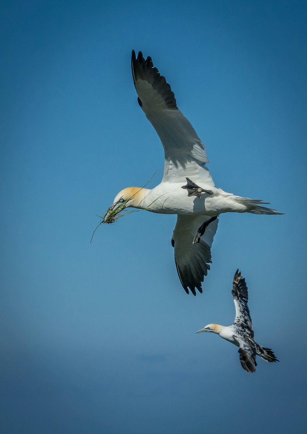 white and black bird flying during daytime