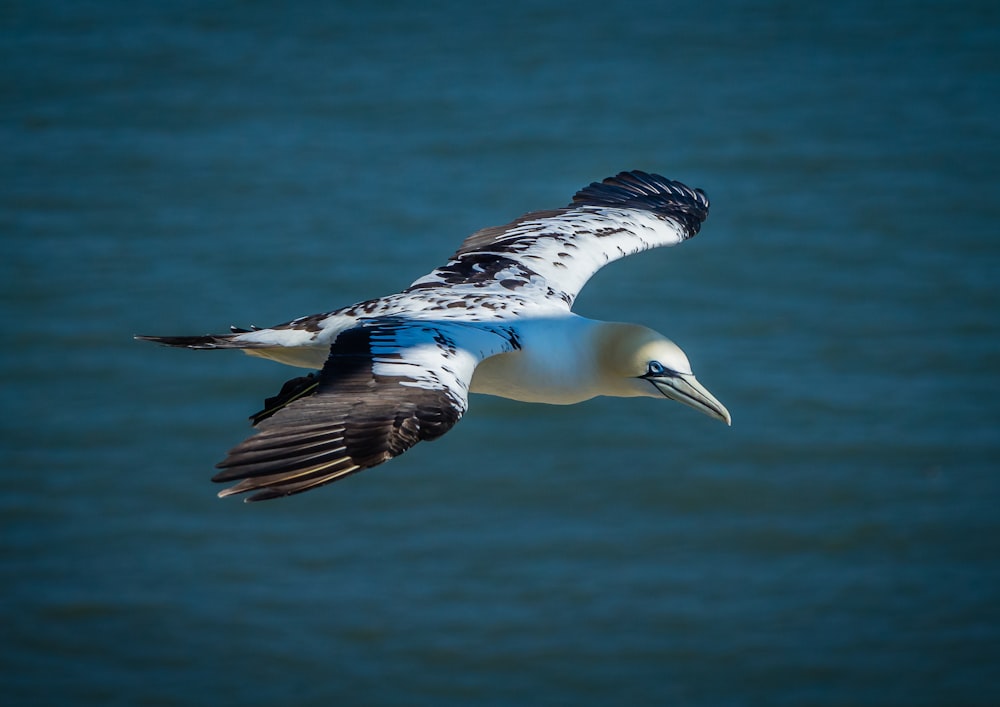 white and black bird flying