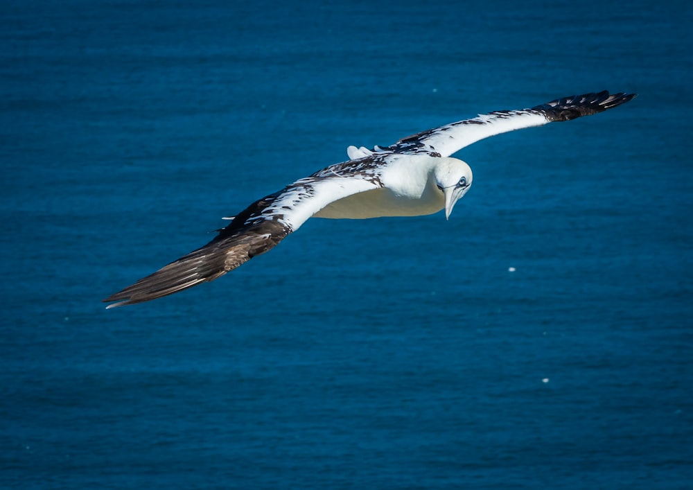 white and black bird flying over the sea during daytime