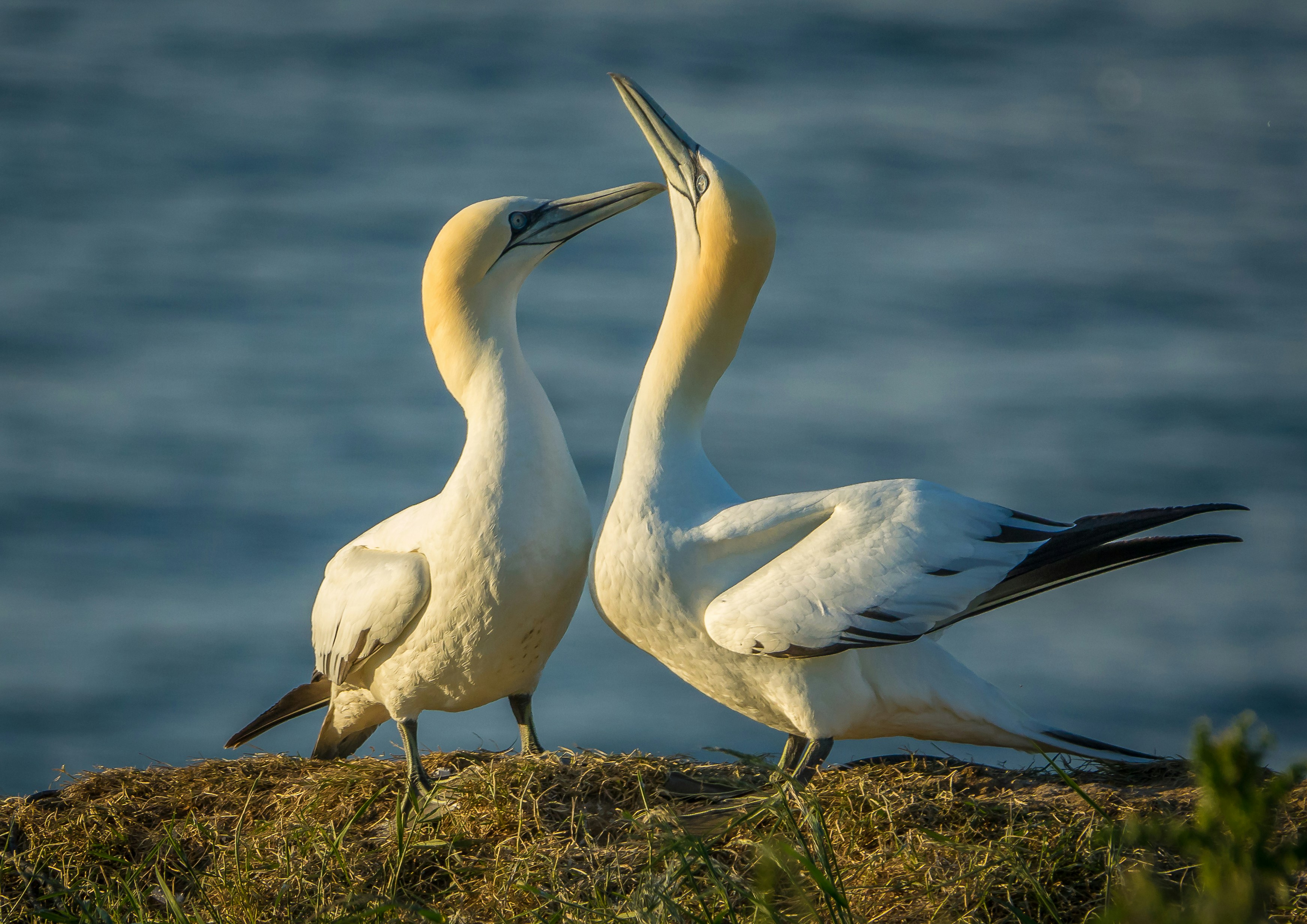 Photo by norfolkboy14