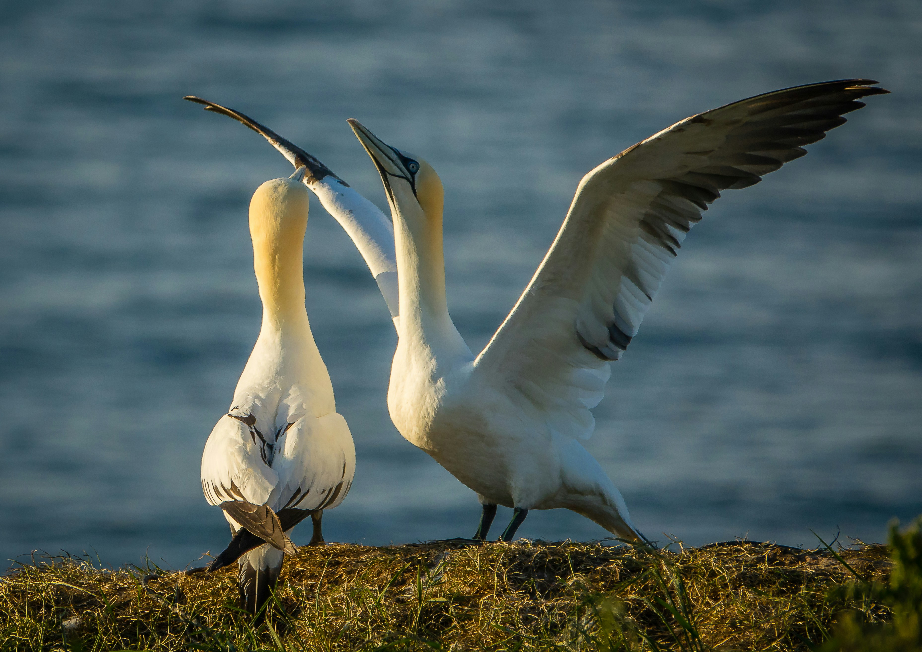 Photo by norfolkboy14