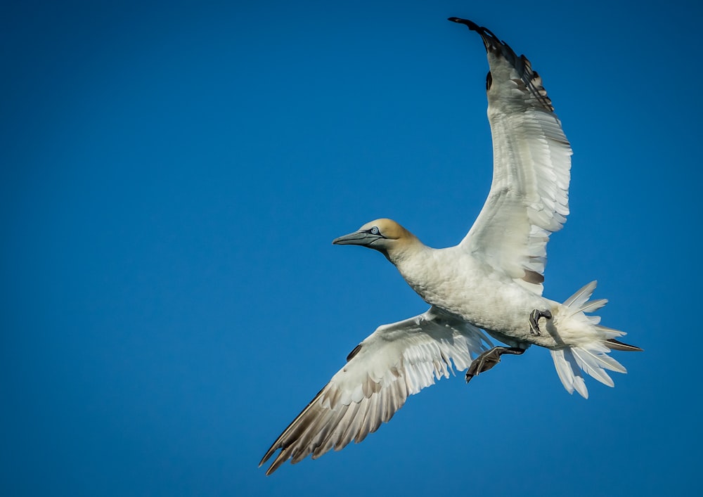 white bird flying during daytime