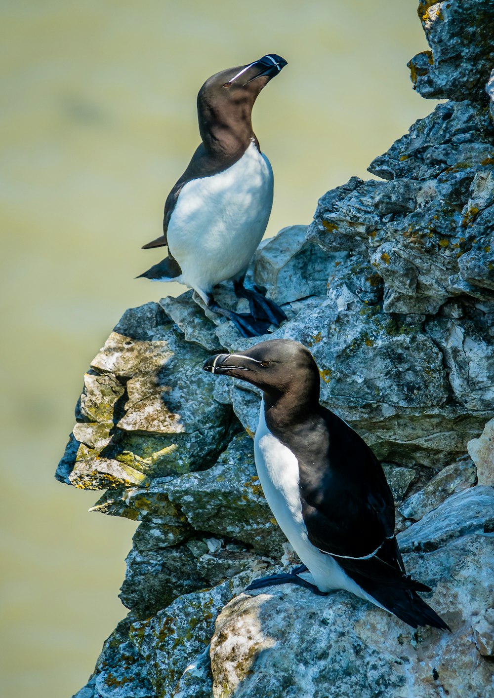 white and black penguin on rock