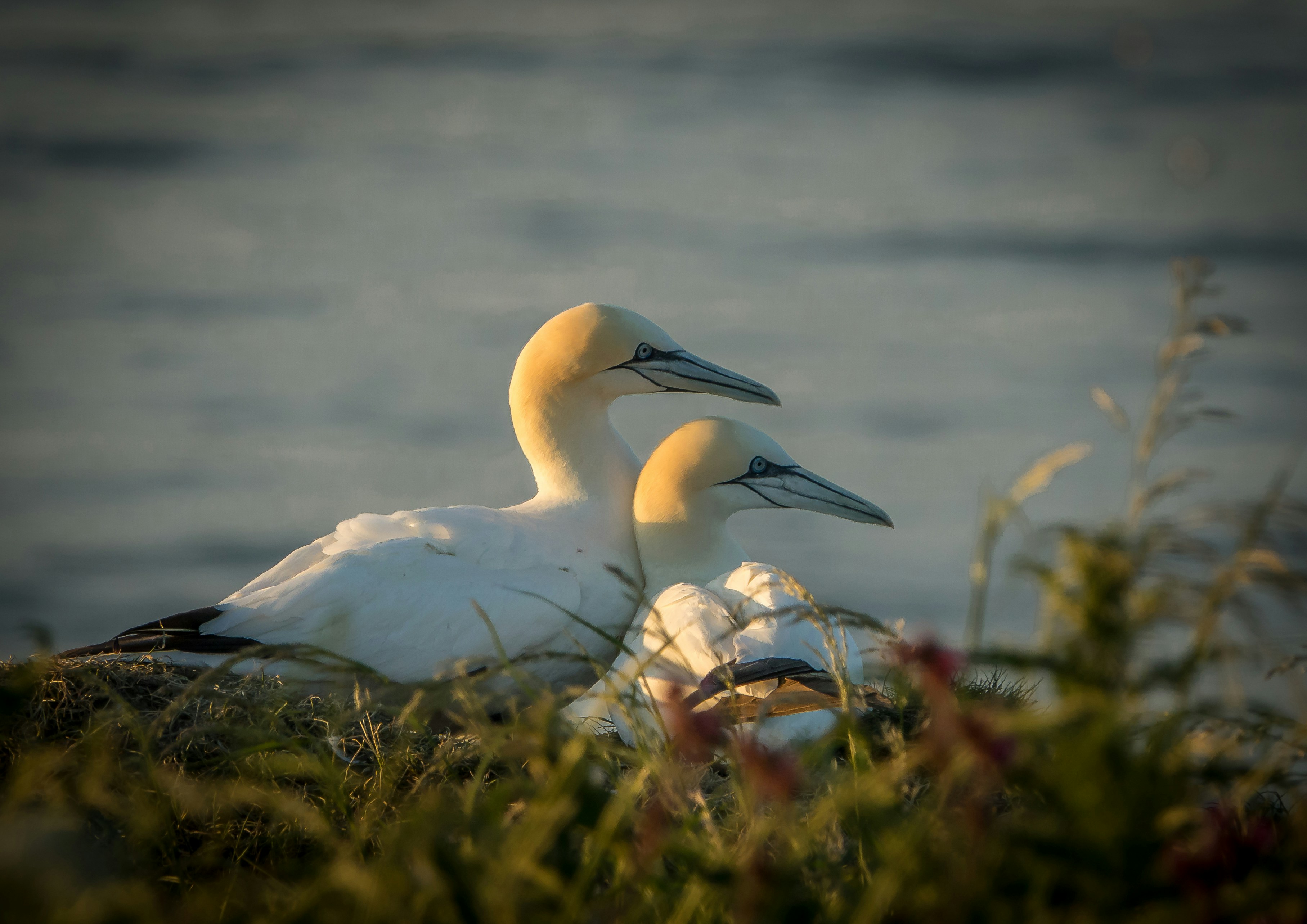 White duck on green grass during daytime