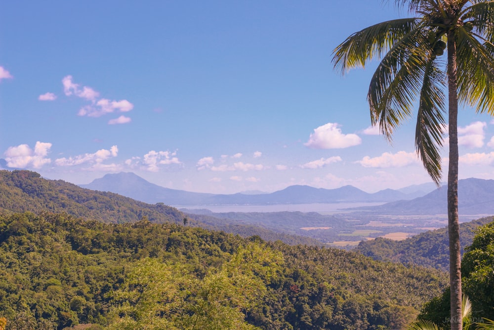 green trees on mountain under blue sky during daytime