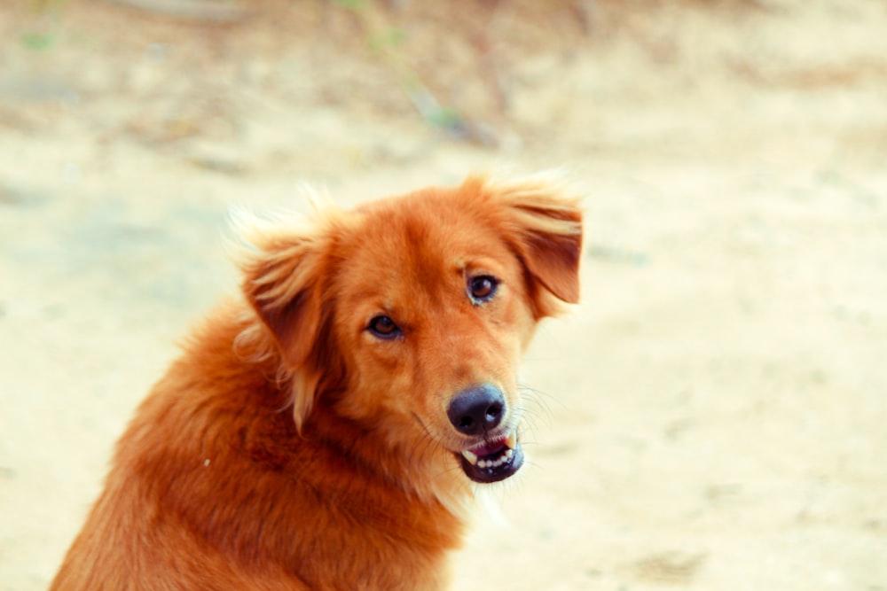 brown short coated dog on white sand during daytime