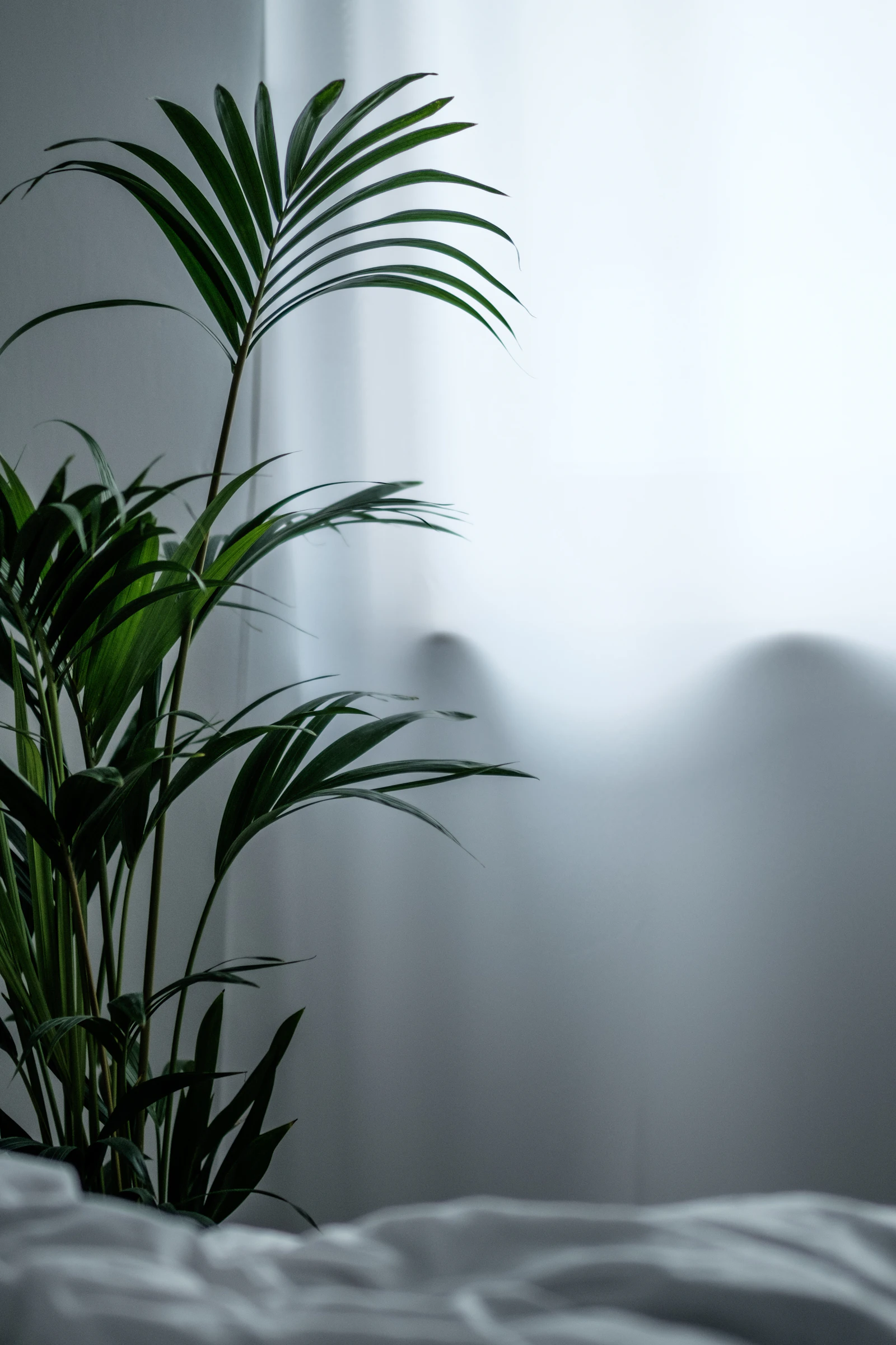 A green plant against a plain white wall